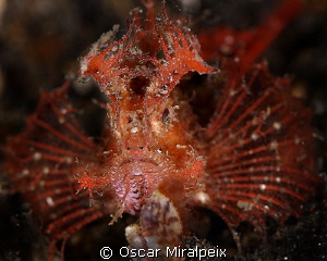 Ambon Scorpionfish by Oscar Miralpeix 